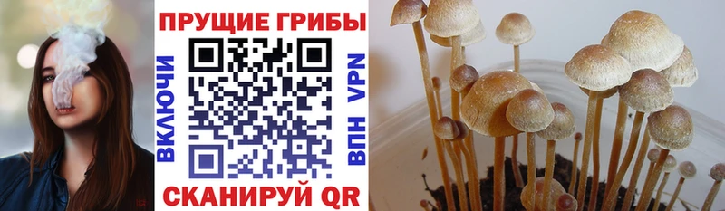 где найти наркотики  Кириши  Галлюциногенные грибы MAGIC MUSHROOMS 